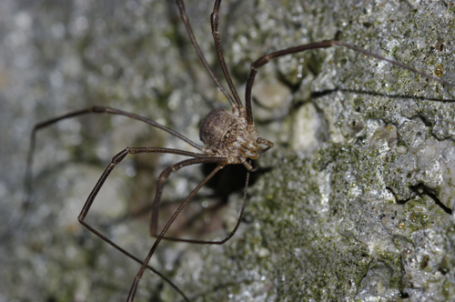 Opilio parietinus dal Val di Sole: